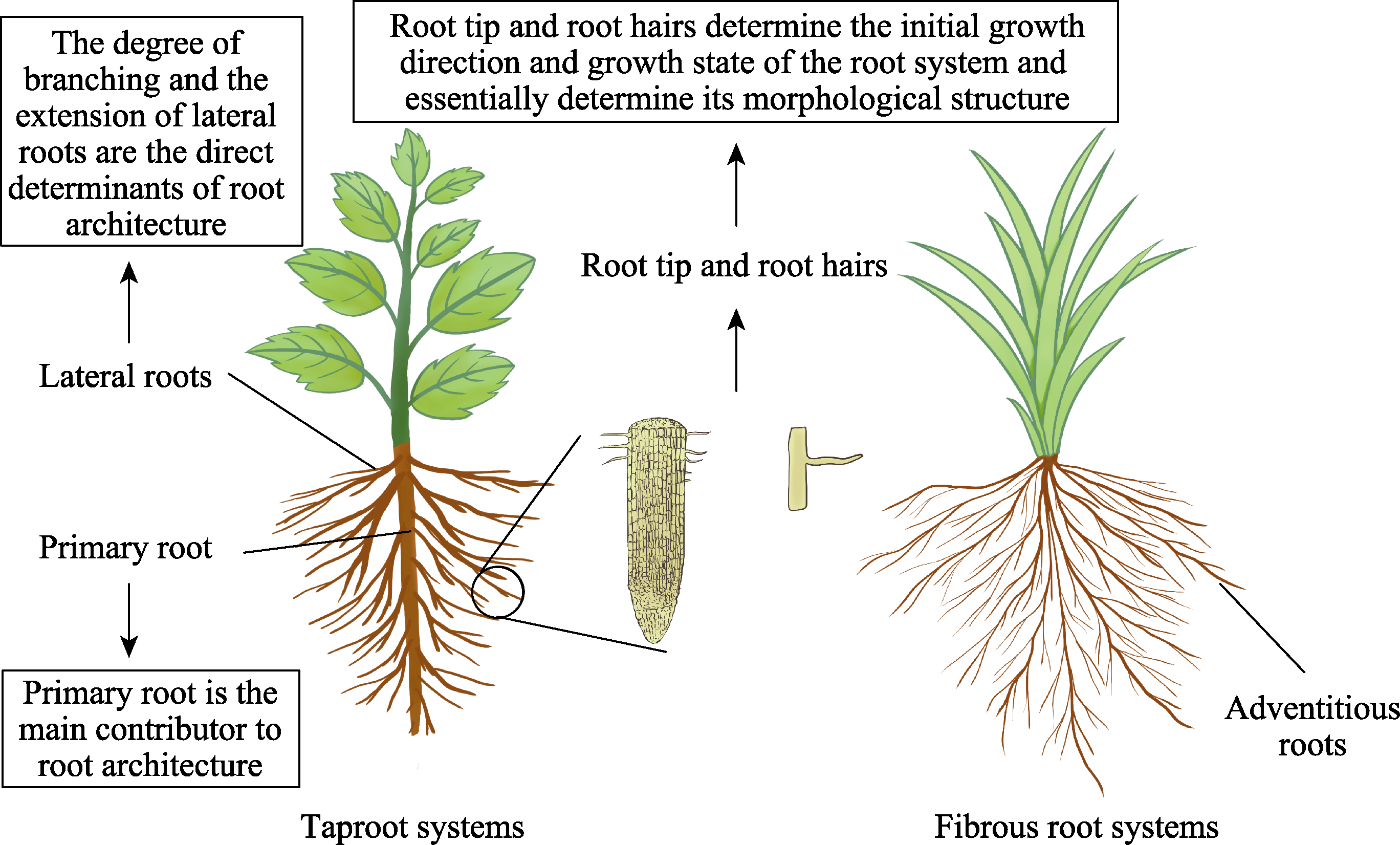 Advances In Root System Architecture Functionality Plasticity And advances-in-root-system-architecture-functionality-plasticity-and